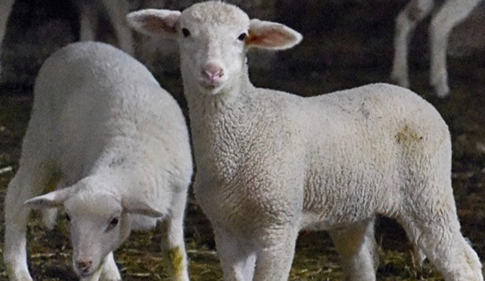 ЈАГНЕШКО ЗА ВЕЛИГДЕН ЌЕ ИМА ВО ИЗОБИЛИЕ Цената за килограм ќе биде италијанска по 11 евра за килограм