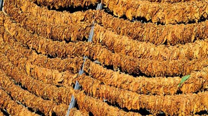 НАЈВИСОКА ОТКУПНА ЦЕНА НА ТУТУНОТ ДОСЕГА – 200 милиони евра кај тутунарите