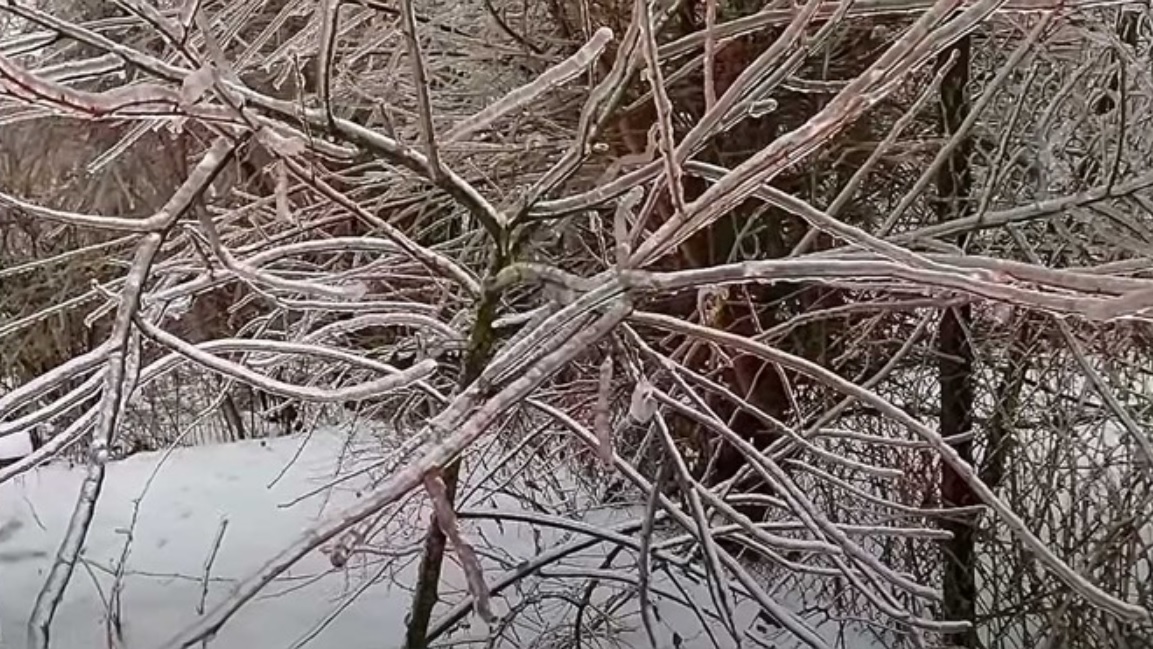 ВЛАДАТА ЌЕ ОБЕЗБЕДИ ОБЕШТЕТУВАЊЕ Штети за земјоделците погодени од ниските температури