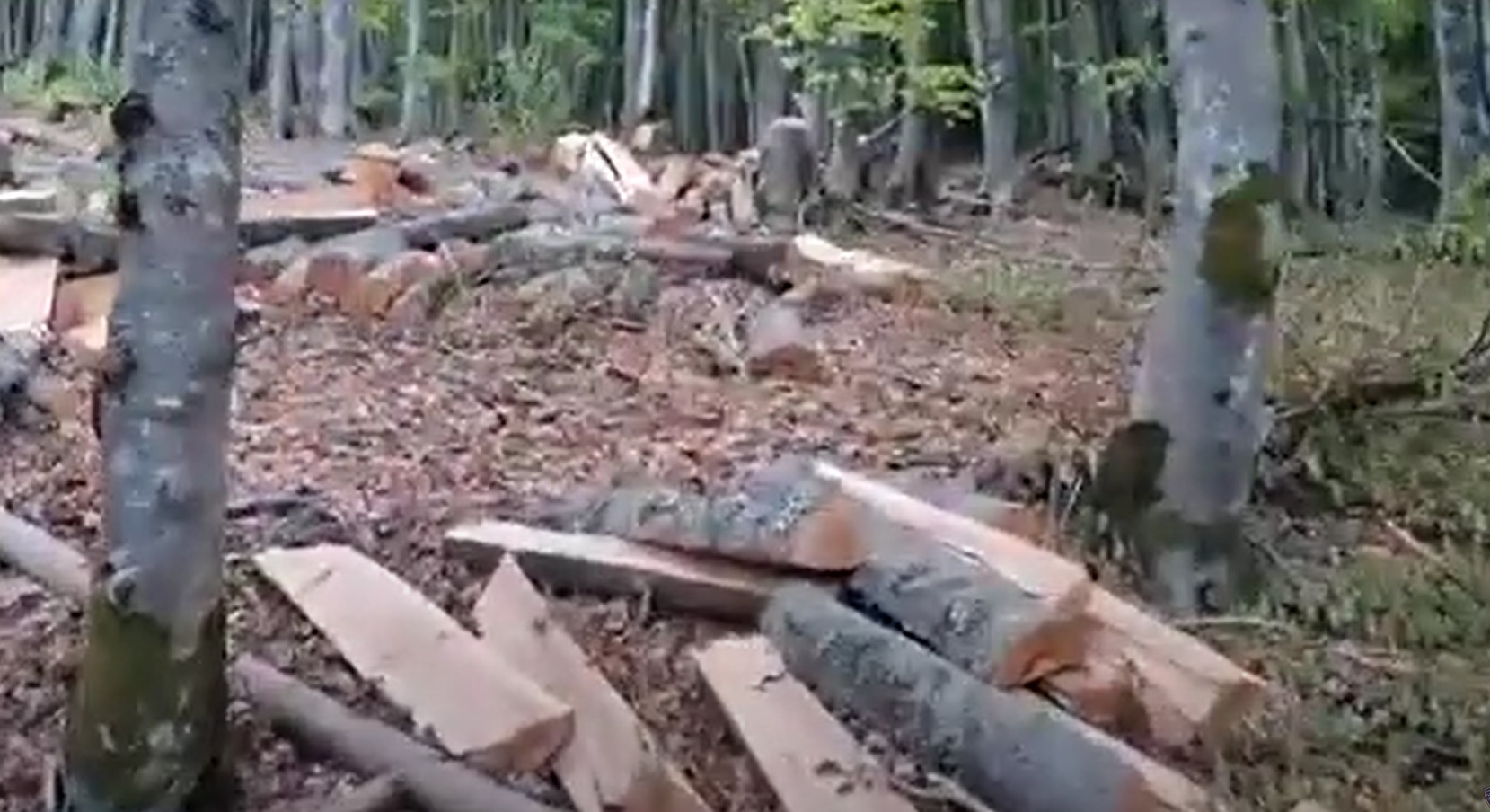 ОТКРИЕНИ НЕЛЕГАЛНИ АКТИВНОСТИ ВО ДЕБАРСКИТЕ ШУМИ Запленети дрва и работна механизација