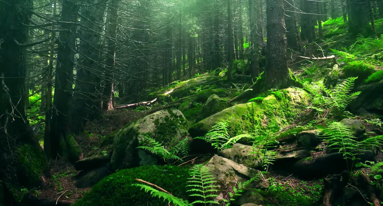 ЦЕЛОСНА ЗАБРАНА ЗА ДВИЖЕЊЕ ВО ШУМИТЕ забраната ќе трае од 1 јули до крајот на август