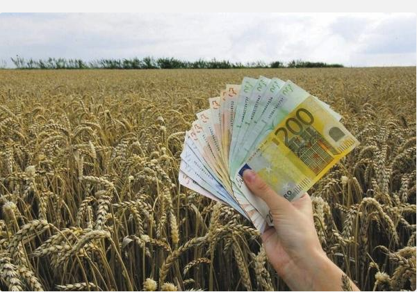 ЖИТО ДАЛЕ, ПАРИ НЕ ДОБИЛЕ Пелагониски земјоделци измамени за 140.000 евра