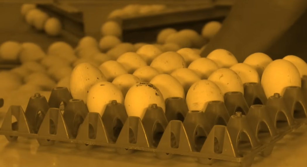 АДМИНИСТРАЦИЈАТА НА ТРАМП ПОДНЕСЕ ТУЖБА ПРОТИВ КАЛИФОРНИЈА причината е строгите стандарди за производство на јајца