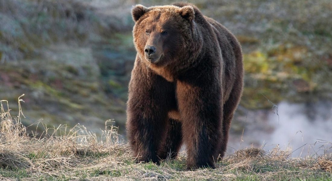 ЖЕНА ОД СИНИЧАНЕ НАПАДНАТА ОД МЕЧКА, пренесена во болница