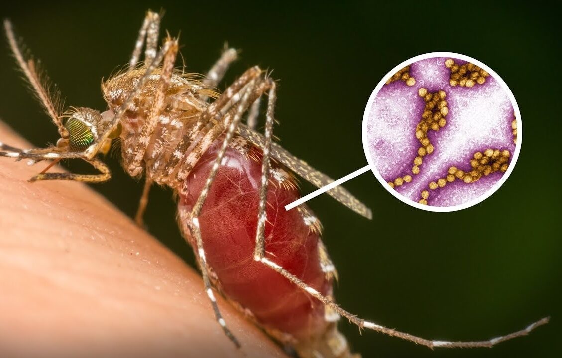 ПРВИТЕ СЛУЧАИ НА ВИРУСОТ „ЗАПАДЕН НИЛ“ ВО ГРЦИЈА, користете средства против инсекти за телото и просторот