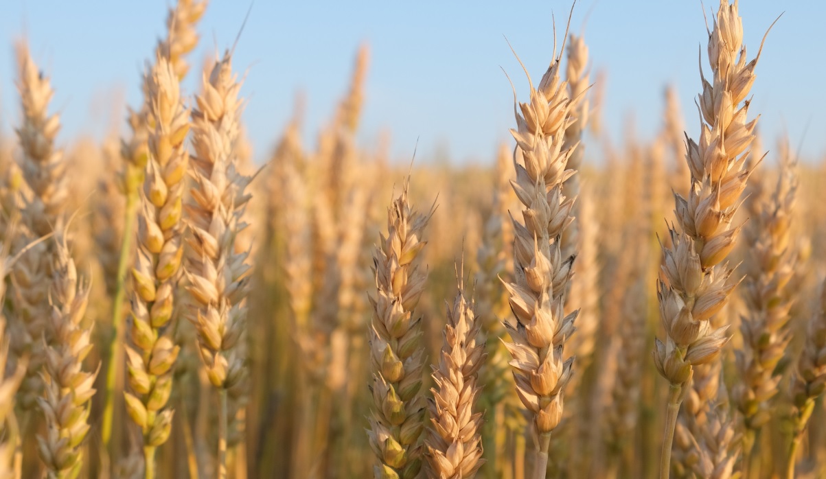 СТАРТУВА ДРЖАВНИОТ ОТКУП НА ПЧЕНИЦА ЗА СТОКОВИТЕ РЕЗЕРВИ – мерка што за првпат се спроведува во Македонија СТАРТУВА ДРЖАВНИОТ ОТКУП НА ПЧЕНИЦА ЗА СТОКОВИТЕ РЕЗЕРВИ – мерка што за првпат се спроведува во Македонија