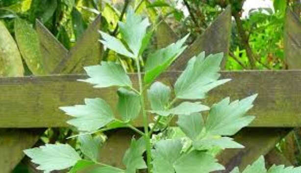 ПОЧНЕТЕ ДА КОНЗУМИРАТЕ СЕЛЕН – Тајната формула за убавина, здравје и добро расположение! ПОЧНЕТЕ ДА КОНЗУМИРАТЕ СЕЛЕН – Тајната формула за убавина, здравје и добро расположение!