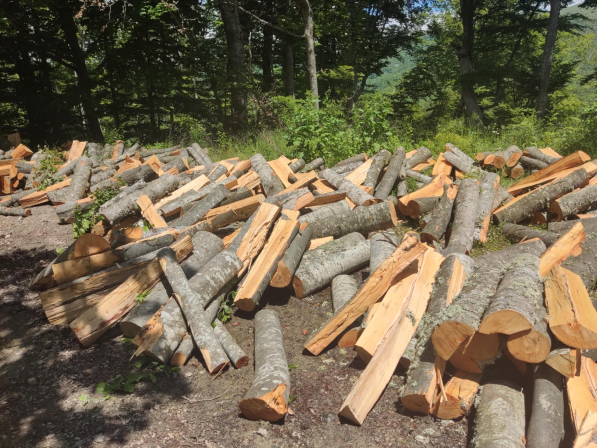 ПАДНАА НАЧАЛНИК, ДИРЕКТОР И ПОЛИЦАЈЦИ -15 приведени за пустошење шуми