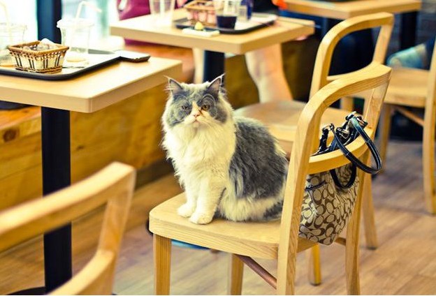 МАЧЕ ПРЕДИЗВИКАЛО ПОПЛАВА Кафичот „Purrfect Bean“ со мачки привремено затворено МАЧЕ ПРЕДИЗВИКАЛО ПОПЛАВА Кафичот „Purrfect Bean“ со мачки привремено затворено