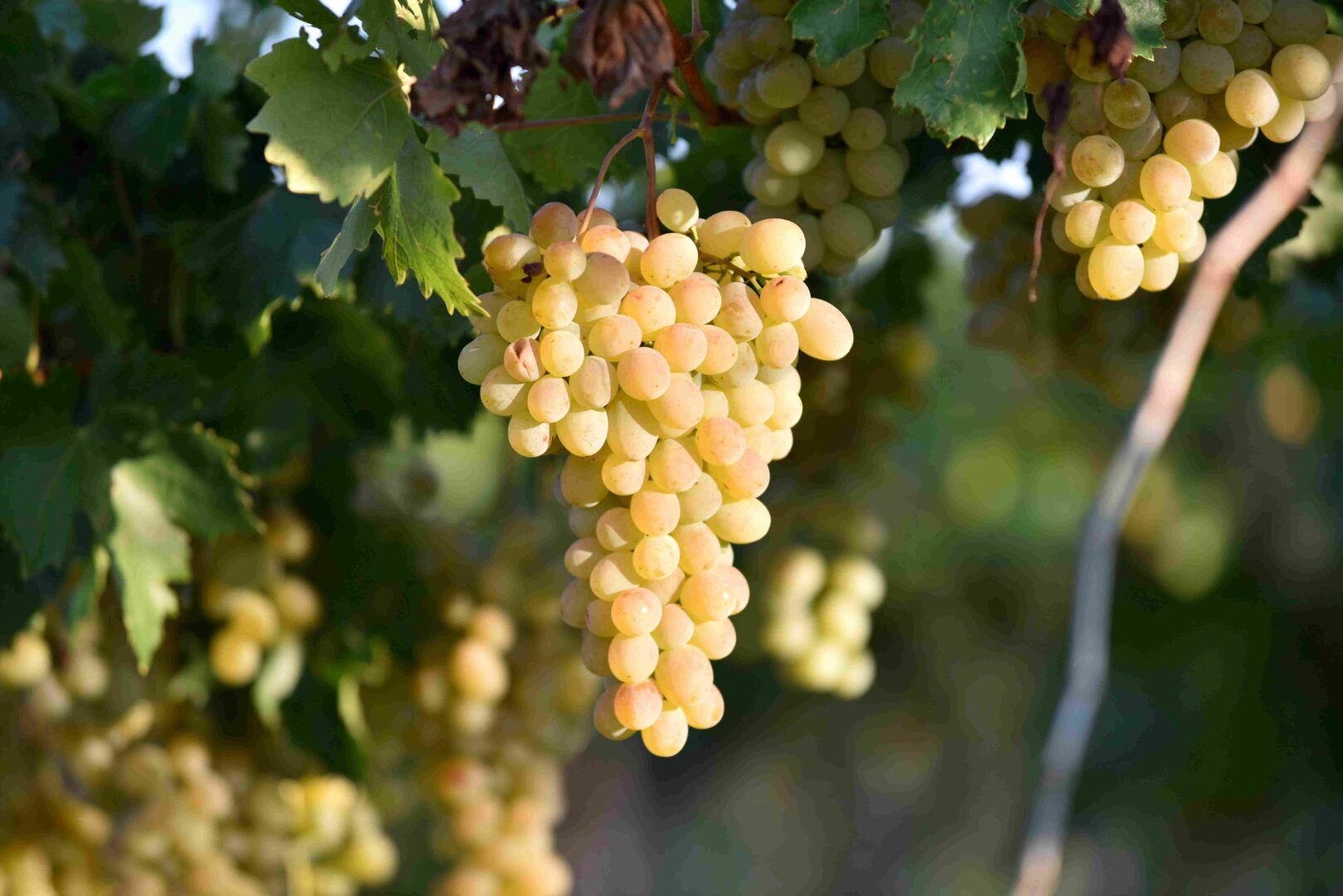 ФИНАНСИСКА ИНЈЕКЦИЈА ЗА ЛОЗАРИТЕ ВО ПРЕСРЕТ НА ПРАЗНИКОТ – Средствата легнаа на сметките на лозарите ФИНАНСИСКА ИНЈЕКЦИЈА ЗА ЛОЗАРИТЕ ВО ПРЕСРЕТ НА ПРАЗНИКОТ – Средствата легнаа на сметките на лозарите