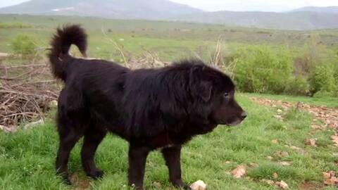 НОВО ПОГЛАВЈЕ ЗА МАКЕДОНСКАТА КИНОЛОГИЈА – Караман официјално признат како македонска раса на куче НОВО ПОГЛАВЈЕ ЗА МАКЕДОНСКАТА КИНОЛОГИЈА – Караман официјално признат како македонска раса на куче