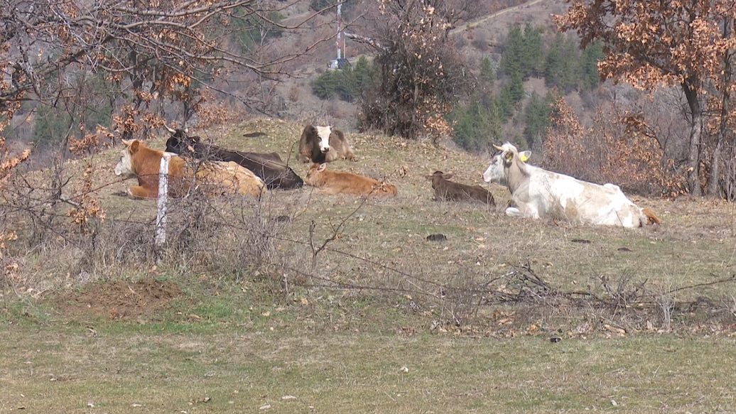КРИВА ПАЛАНКА – Протест поради неконтролирани крави