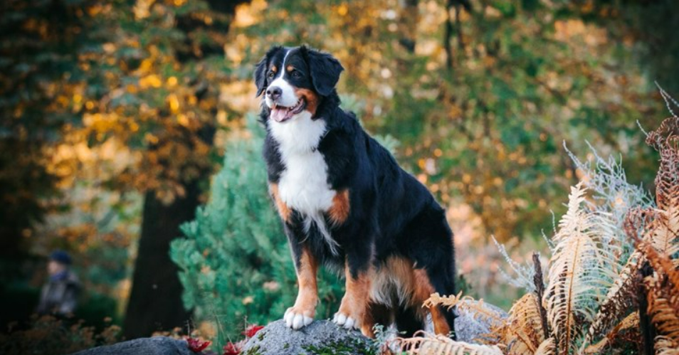 БЕЗ ЧИП НЕМА РЕГИСТРАЦИЈА – Сопствениците должни да ги евидентираат милениците БЕЗ ЧИП НЕМА РЕГИСТРАЦИЈА – Сопствениците должни да ги евидентираат милениците