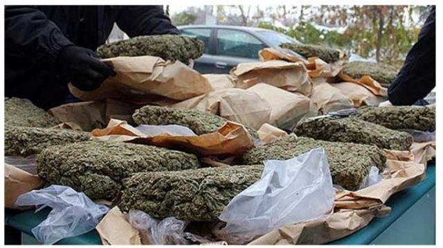 43 КОМПАНИИ АКТИВНО ПРОИЗВЕДУВААТ ДРОГА ВО МАКЕДОНИЈА – Дел под истрага по откривањето на шверцот со марихуана