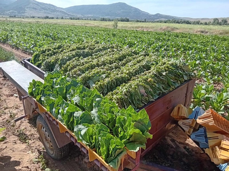 ДРЖАВАТА ГО ЛЕГАЛИЗИРА НЕФОРМАЛНОТО РАБОТЕЊЕ Нов закон за работно ангажирање