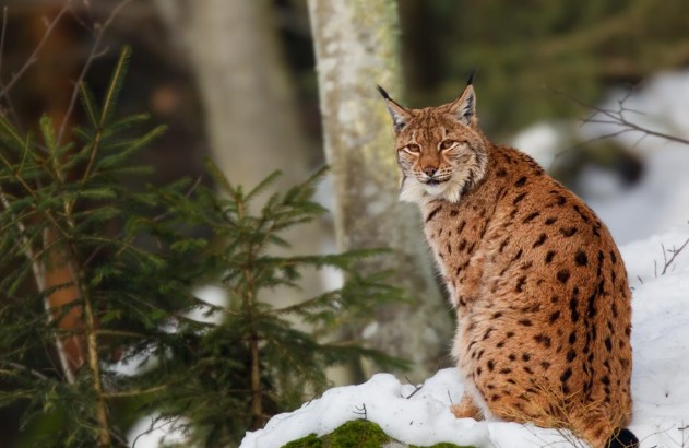ЗАПОЗНАЈ ГО ДОМОТ НА БАЛКАНСКИОТ РИС – Изложба во „Лабораториум“ ЗАПОЗНАЈ ГО ДОМОТ НА БАЛКАНСКИОТ РИС – Изложба во „Лабораториум“