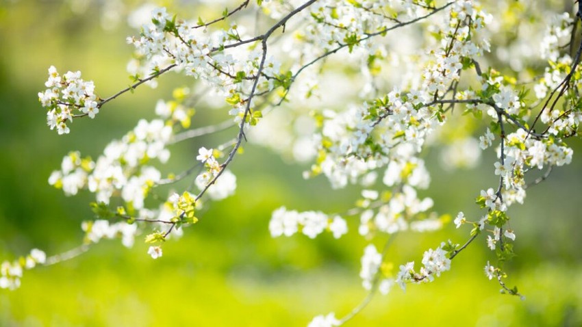 ОФИЦИЈАЛНО ПРОЛЕТ – Започнува денеска ОФИЦИЈАЛНО ПРОЛЕТ – Започнува денеска