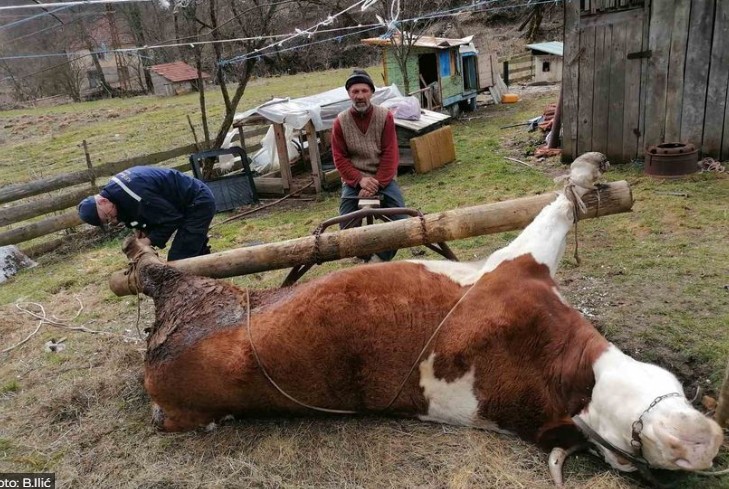 ШЕСТ ВОЛОВИ ЈА ПРЕМИНАА ГРАНИЦАТА СО БУГАРИЈА – Сега им се заканува судбина како на кравата Пенка