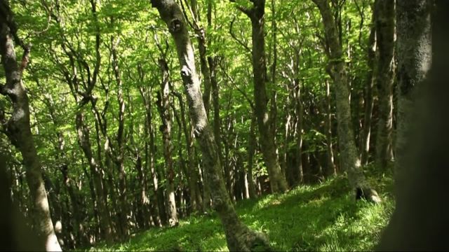 ШУМИТЕ ВО ФОКУС: Министерството најави нов закон за природата