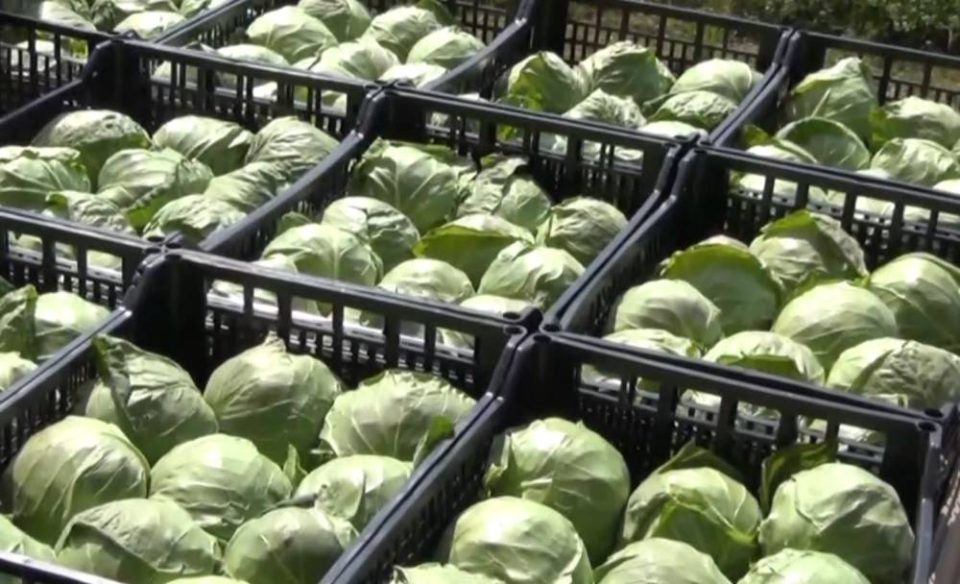 35 МИЛИОНИ КИЛОГРАМИ ЗЕЛКА ВЕЌЕ ОТКУПЕНИ – Дали ова е рекордна сезона?