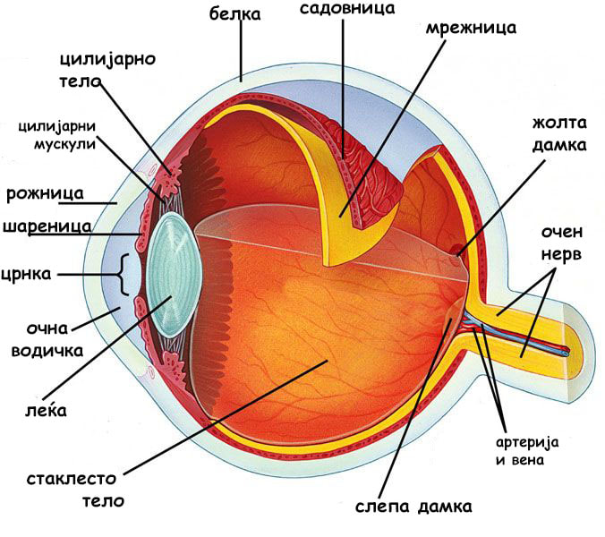 НЕВЕРОЈАТЕН МЕДИЦИНСКИ ПРОБИВ – 3Д печатена рожница ѝ го врати видот на жена во 70-тите НЕВЕРОЈАТЕН МЕДИЦИНСКИ ПРОБИВ – 3Д печатена рожница ѝ го врати видот на жена во 70-тите